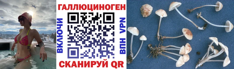 купить цена Карасук Галлюциногенные грибы Psilocybine cubensis